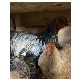 TRIO BRAHMA 1R 2H