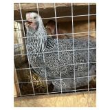 BRAHMA HENS