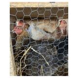 BRAHMA HENS