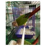Green cheek conurer