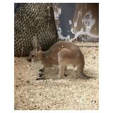 Red Kangaroo Male