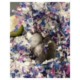 unsexed 10 wk old dormicel micro squirrels