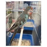 prince of wales blue male