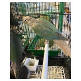 Green cheek conurer