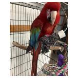 Greenwing Macaw Female?