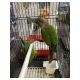 Green cheek conurer
