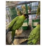 Pair Nanday Conurer