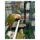 Green cheek conurer