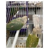 Green cheek conurer