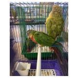 Green cheek conurer
