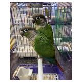 Green cheek conurer
