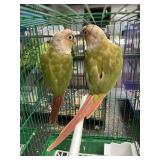 Green cheek conurer