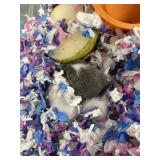 unsexed dormicel micro squirrels 10wks old