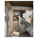 SILVER PHESANT MALE