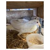 Trio peach Splash Pheasants