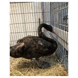 3yr old Female Australia Blackswan