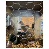 Red Golden Pheasants