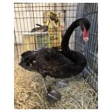3yr old Female Australia Blackswan