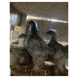 COCHINS BLUE