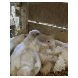 COCHIN CHICKS