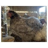 COCHIN HENS