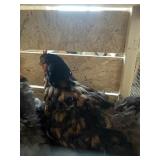 COCHIN HENS