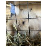 lionhead bunny