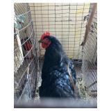 black cochin rooster
