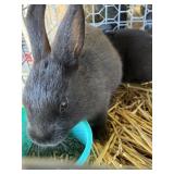 Black Mini Rex Pair