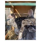 turkey pullets