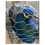 indian blue peacock