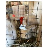 lion head bunny