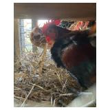 pair laughing chickens