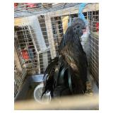 Ayam Cemani Rooster