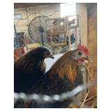 pair brown black bantams