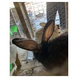Male Flemish Giant  Pedigree