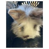 Female Lionhead  Pedigree