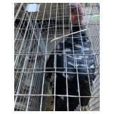 pair black matted turkeys