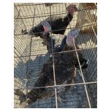 turkey hens