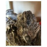 quail