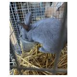 Mini Rex Doe