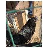 ayam cemaini pair