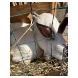 califorian rabbitts