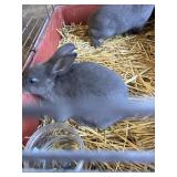 Mini Rex Pair