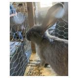 Female Flemish  Pedigree