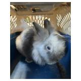 Male Lionhead  Pedigree