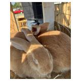 flemish rabbitts