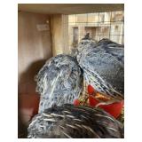quail