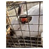 flemish rabbitt