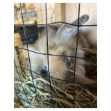 lion head bunny